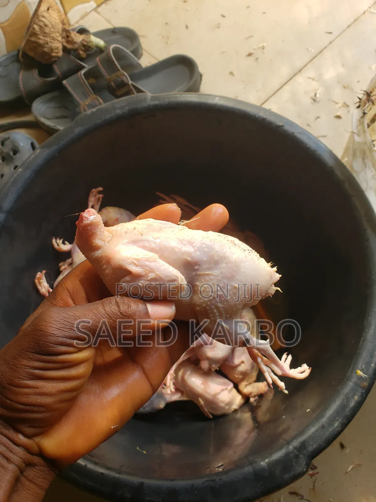 Quail Butchered and 4 Weeks Old Live Birds