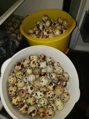 Quail Eggs