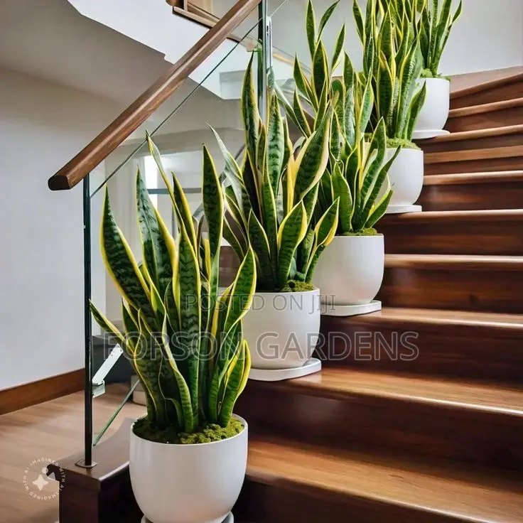 Plants for Your in and Outdoor Areas