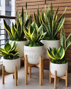 Plants for Your in and Outdoor Areas