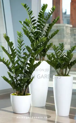 Plants for Your in and Outdoor Areas