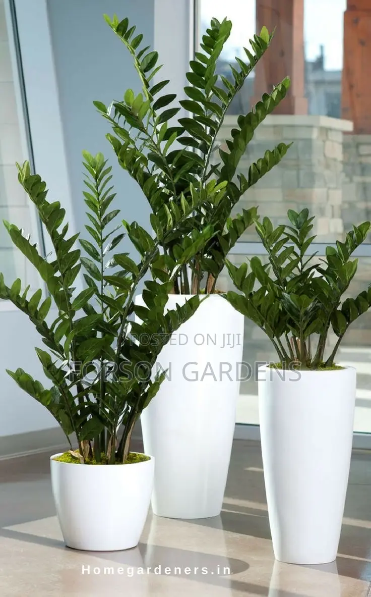 Plants for Your in and Outdoor Areas