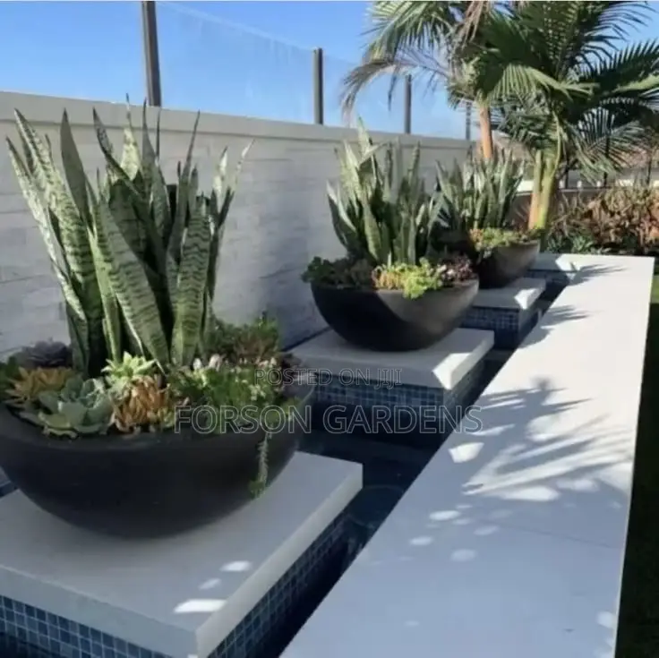 Plants for Your in and Outdoor Areas
