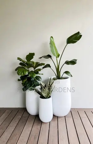 Plants for Your in and Outdoor Areas