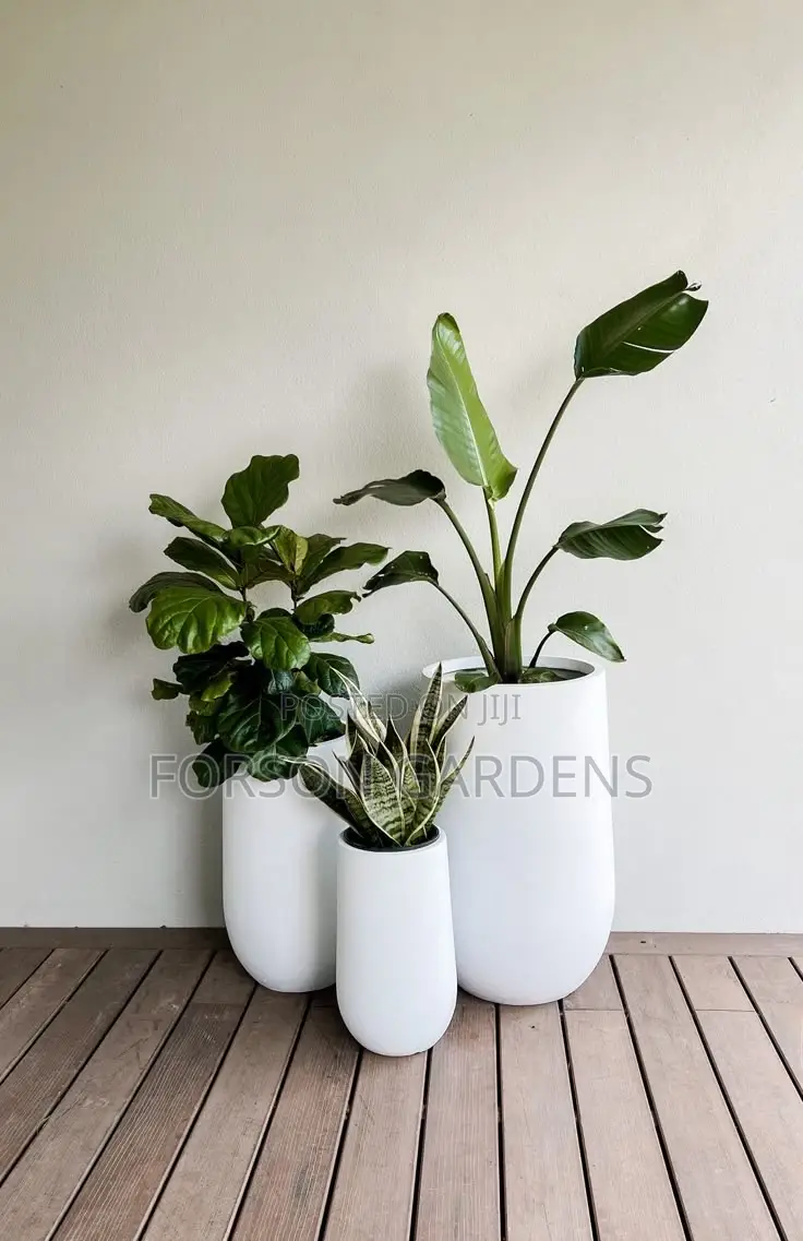 Plants for Your in and Outdoor Areas