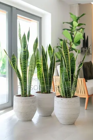 Plants for Your in and Outdoor Areas