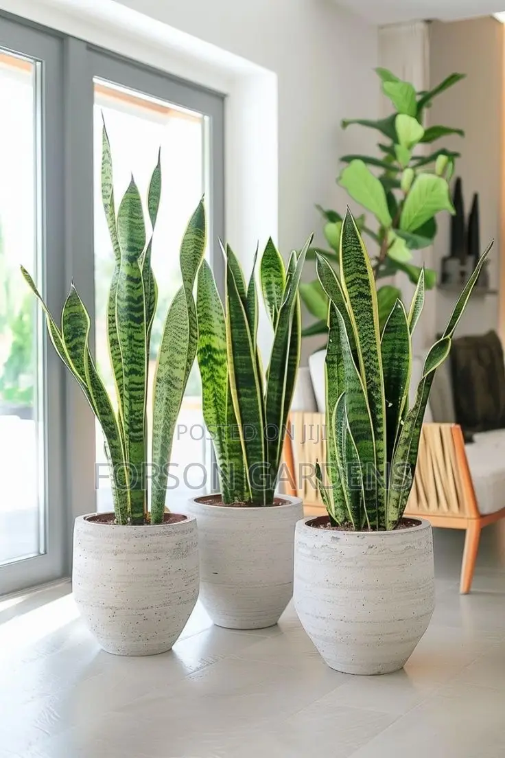 Plants for Your in and Outdoor Areas