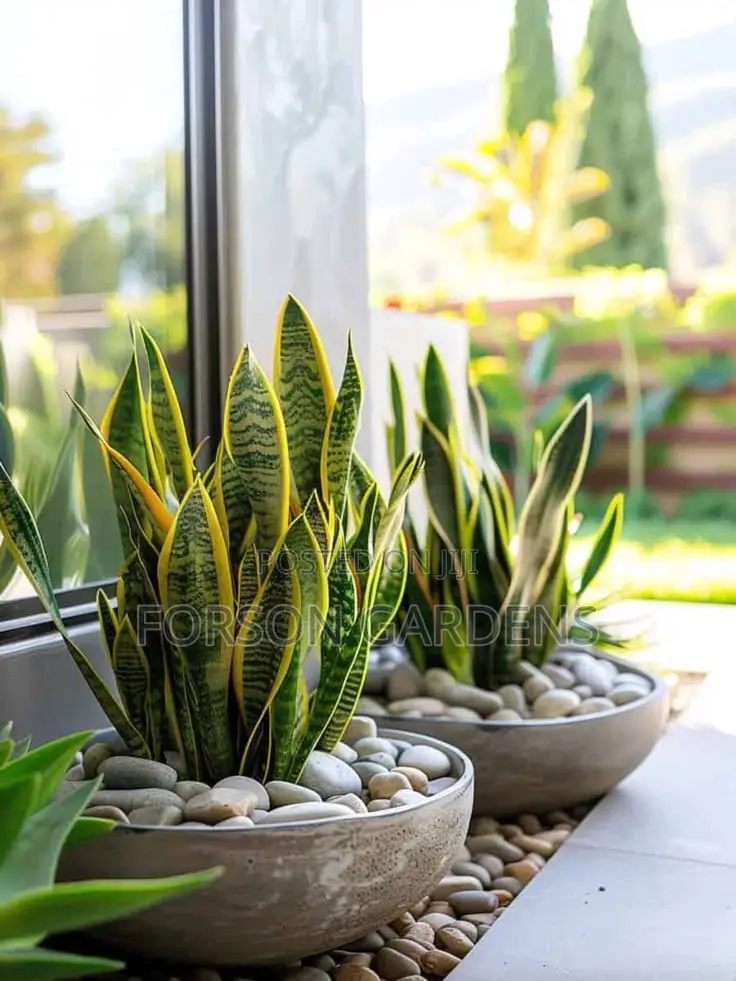 Plants for Your in and Outdoor Areas