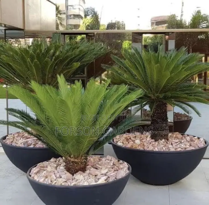 Plants for Your in and Outdoor Areas