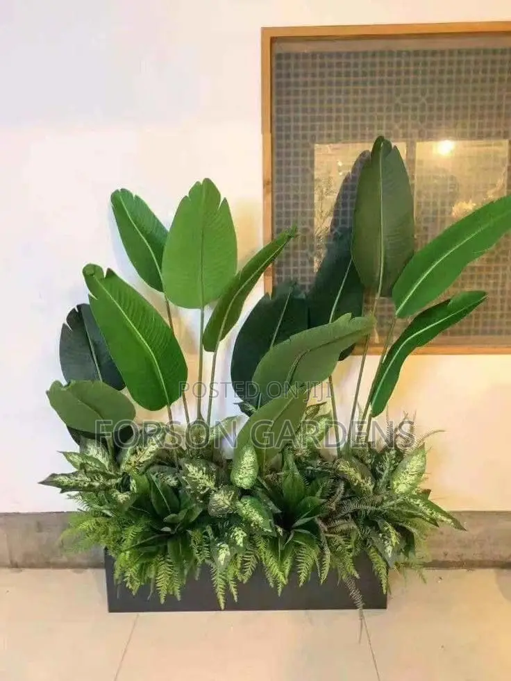 Plants for Your in and Outdoor Areas