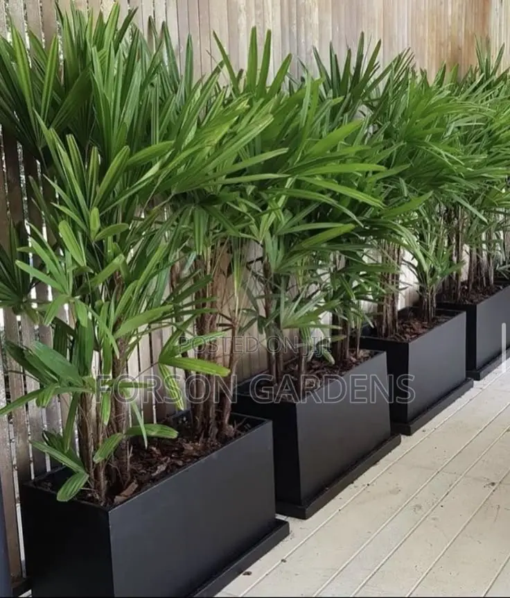 Plants for Your in and Outdoor Areas