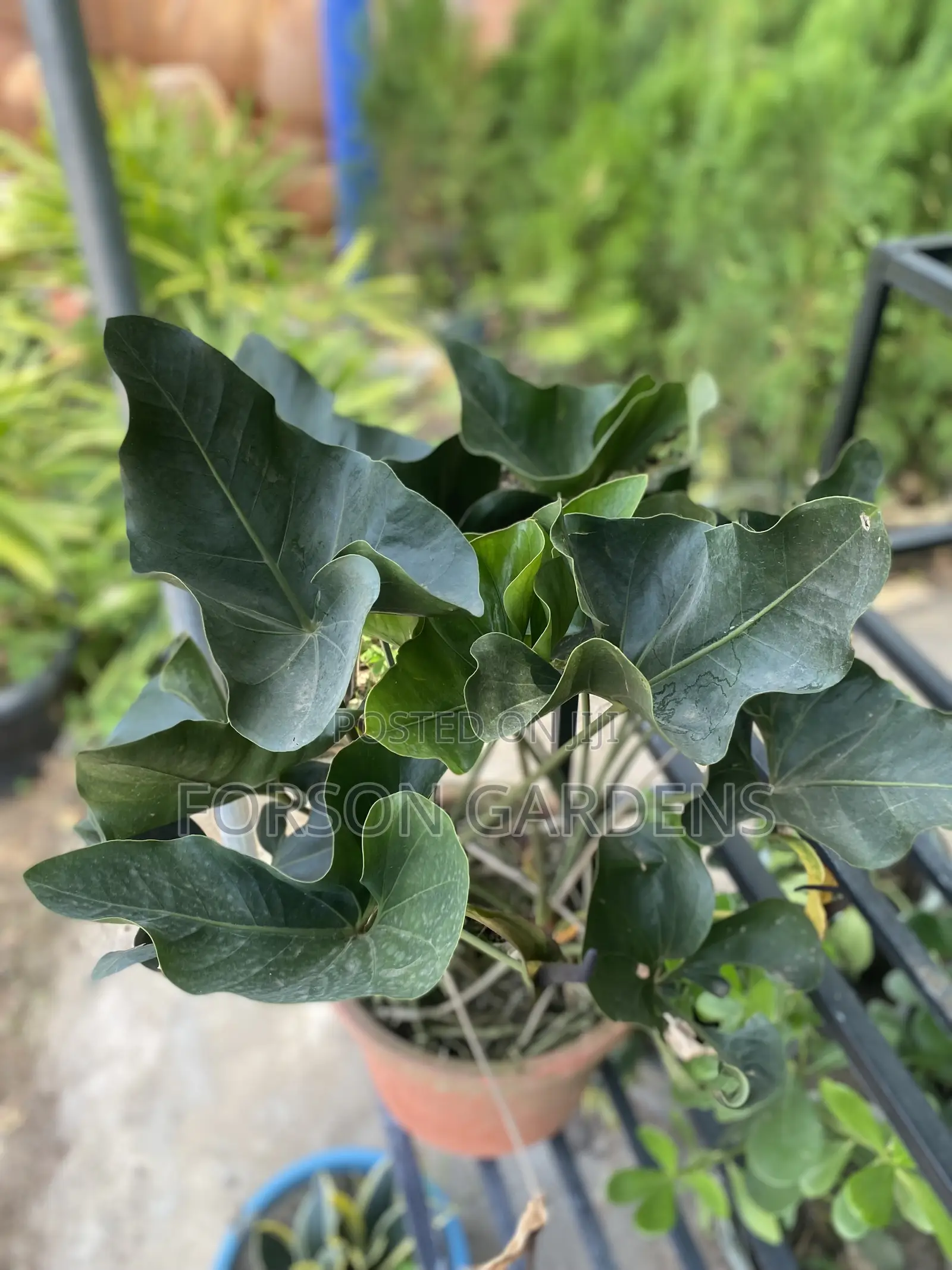 All Types of Indoor and Outdoor Plants