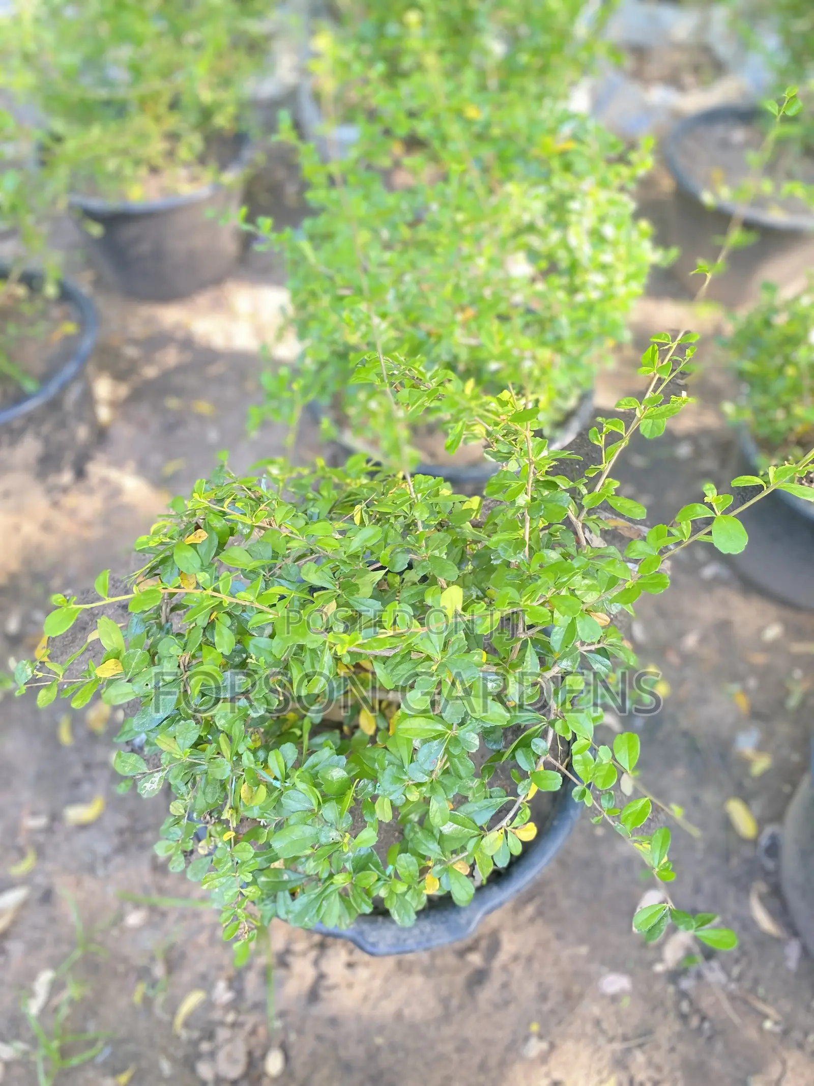 All Types of Indoor and Outdoor Plants