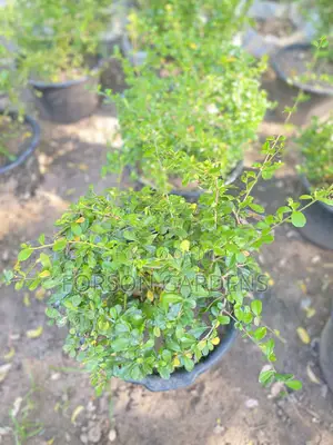 All Types of Indoor and Outdoor Plants