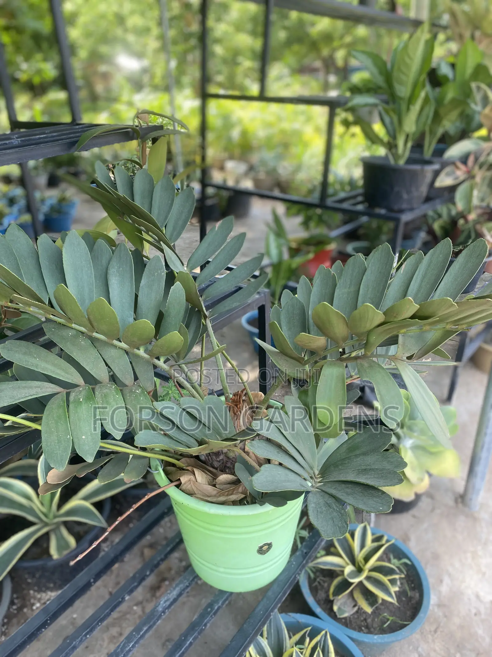 All Types of Indoor and Outdoor Plants