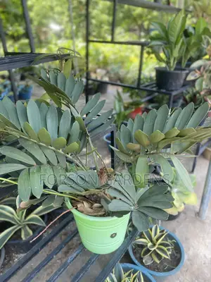 All Types of Indoor and Outdoor Plants
