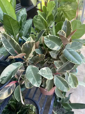 All Types of Indoor and Outdoor Plants