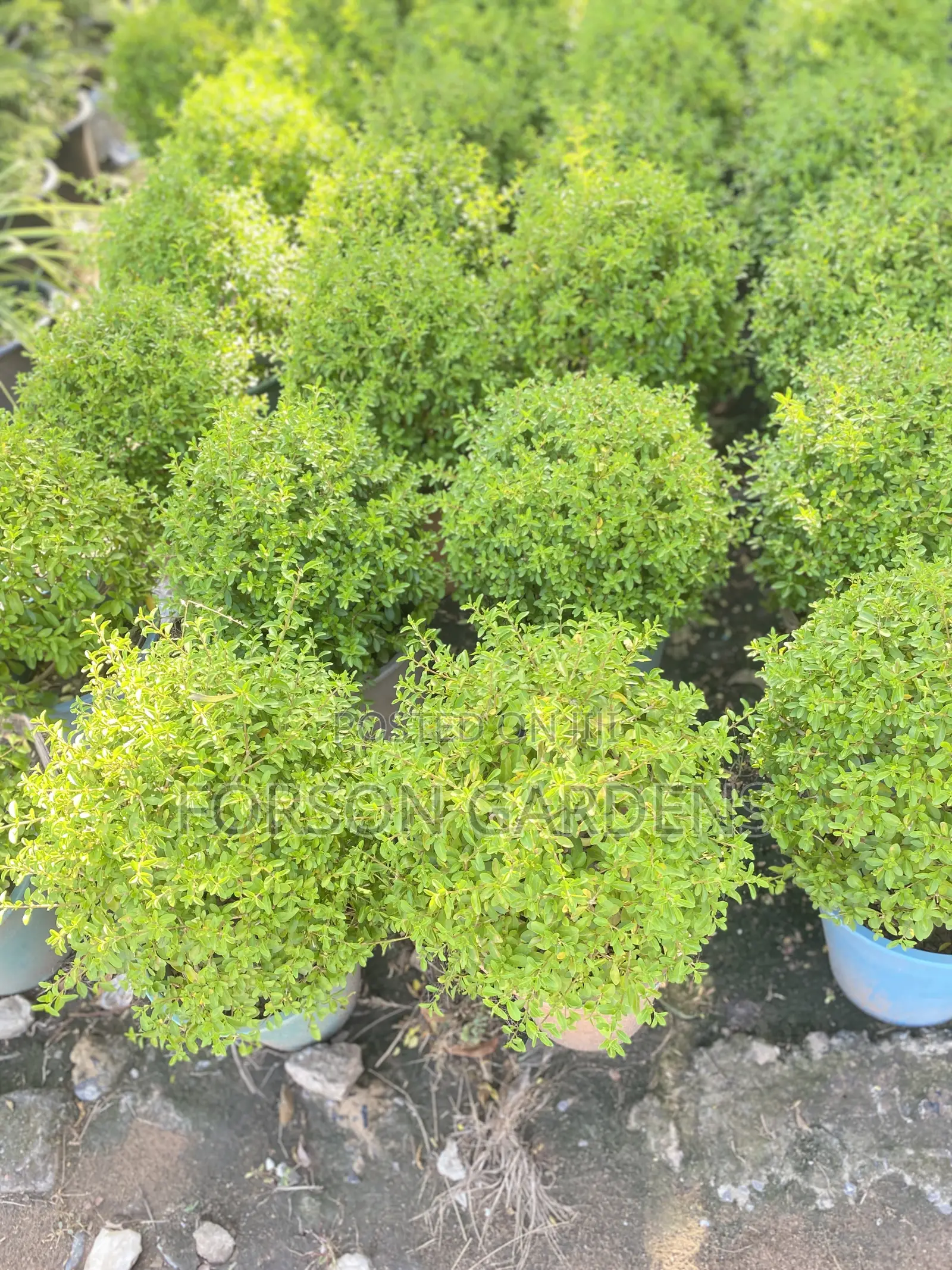 All Types of Indoor and Outdoor Plants