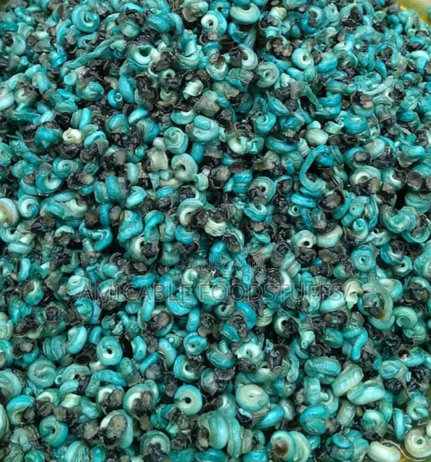 Periwinkle With Shell