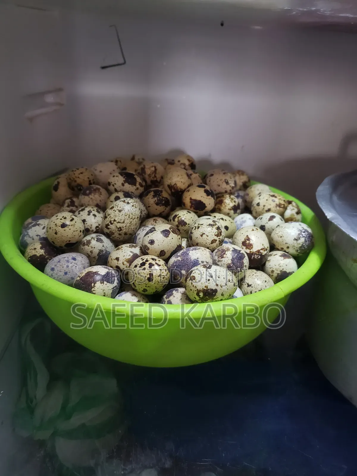 Quail Butchered and 4 Weeks Old Live Birds