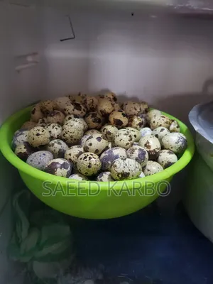 Quail Butchered and 4 Weeks Old Live Birds