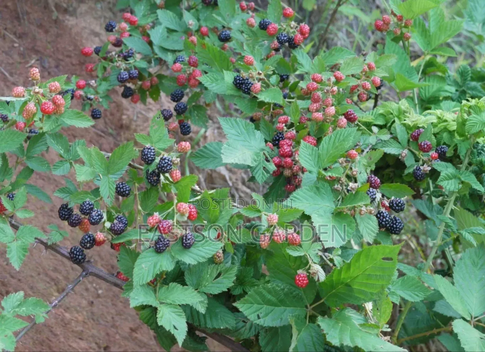 Exotic Blackberry Seedlings – Fast Fruiting Easy to Grow!