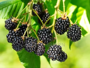 Exotic Blackberry Seedlings – Fast Fruiting Easy to Grow!