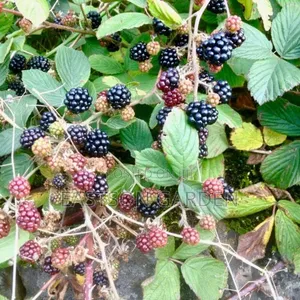 Exotic Blackberry Seedlings – Fast Fruiting Easy to Grow!