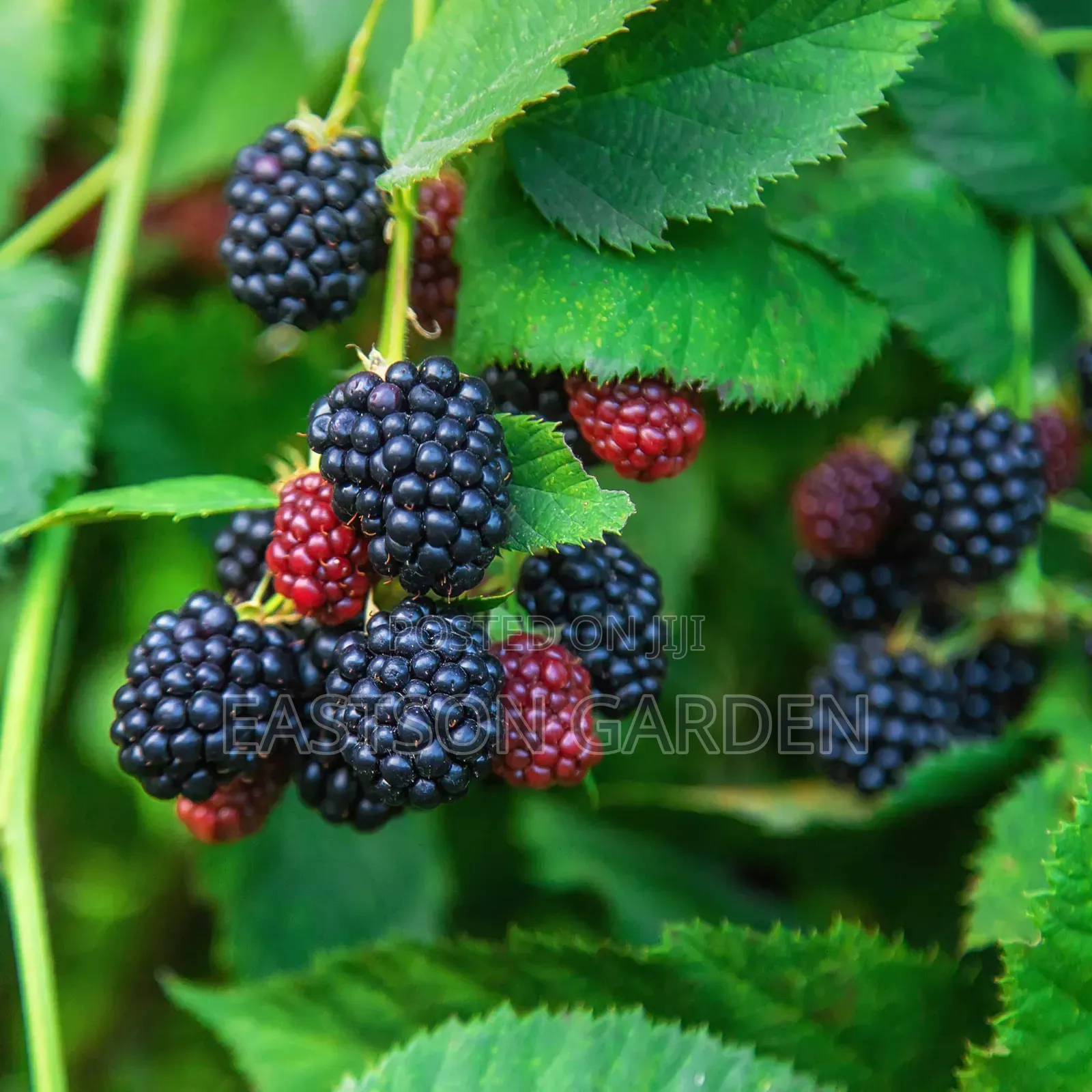Exotic Blackberry Seedlings – Fast Fruiting Easy to Grow!