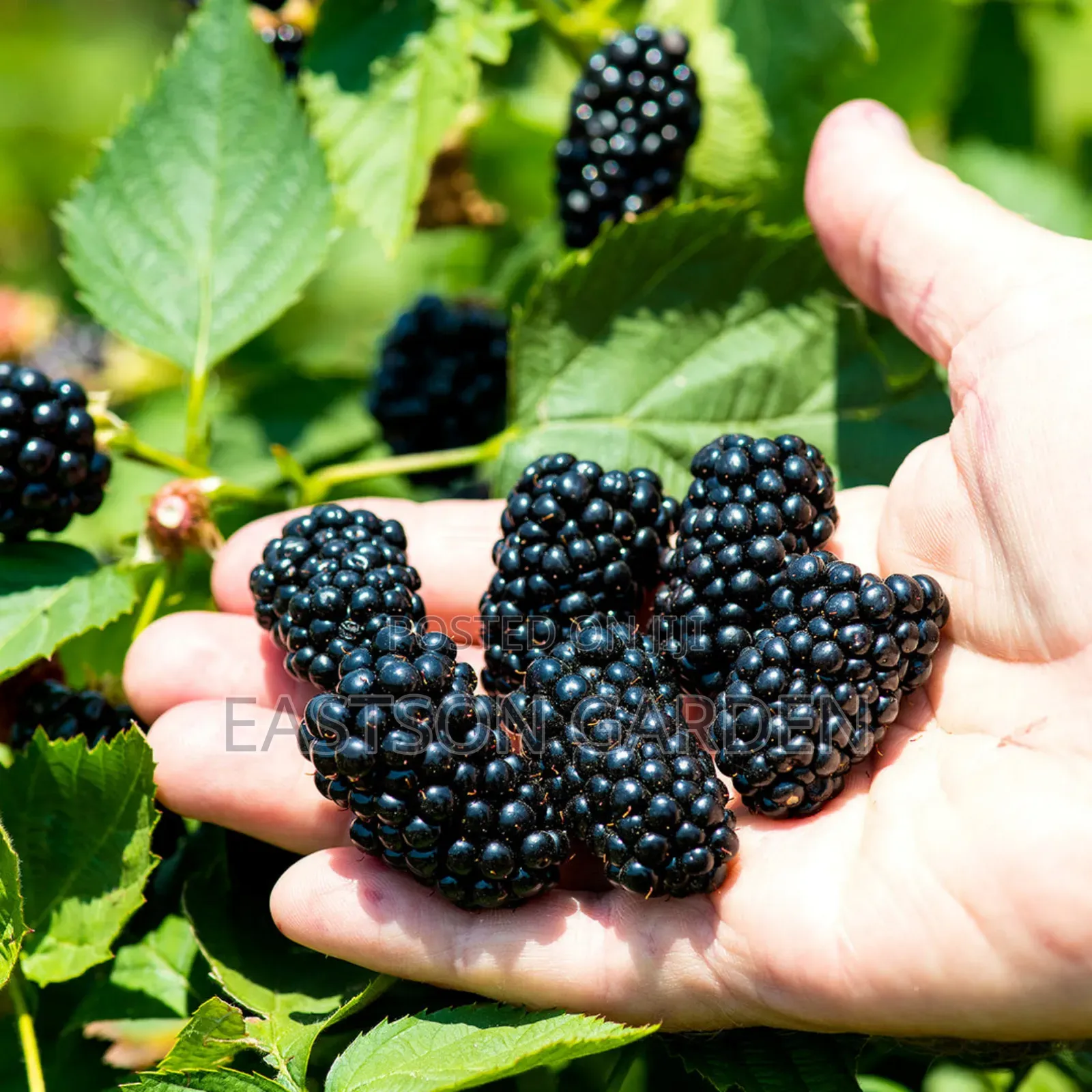 Exotic Blackberry Seedlings – Fast Fruiting Easy to Grow!