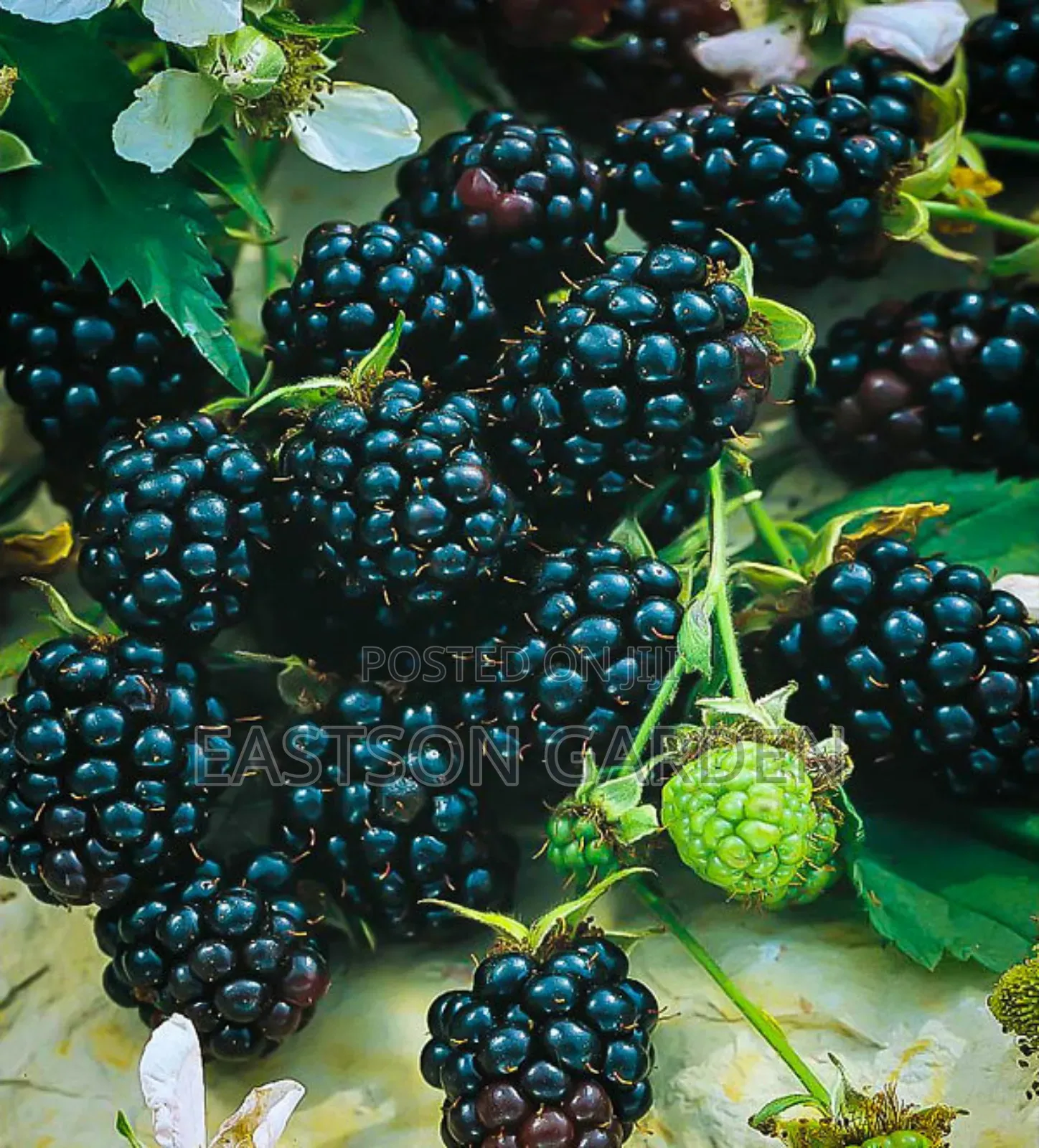 Exotic Blackberry Seedlings – Fast Fruiting Easy to Grow!