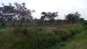 Farm Lands For Long Lease And Sale