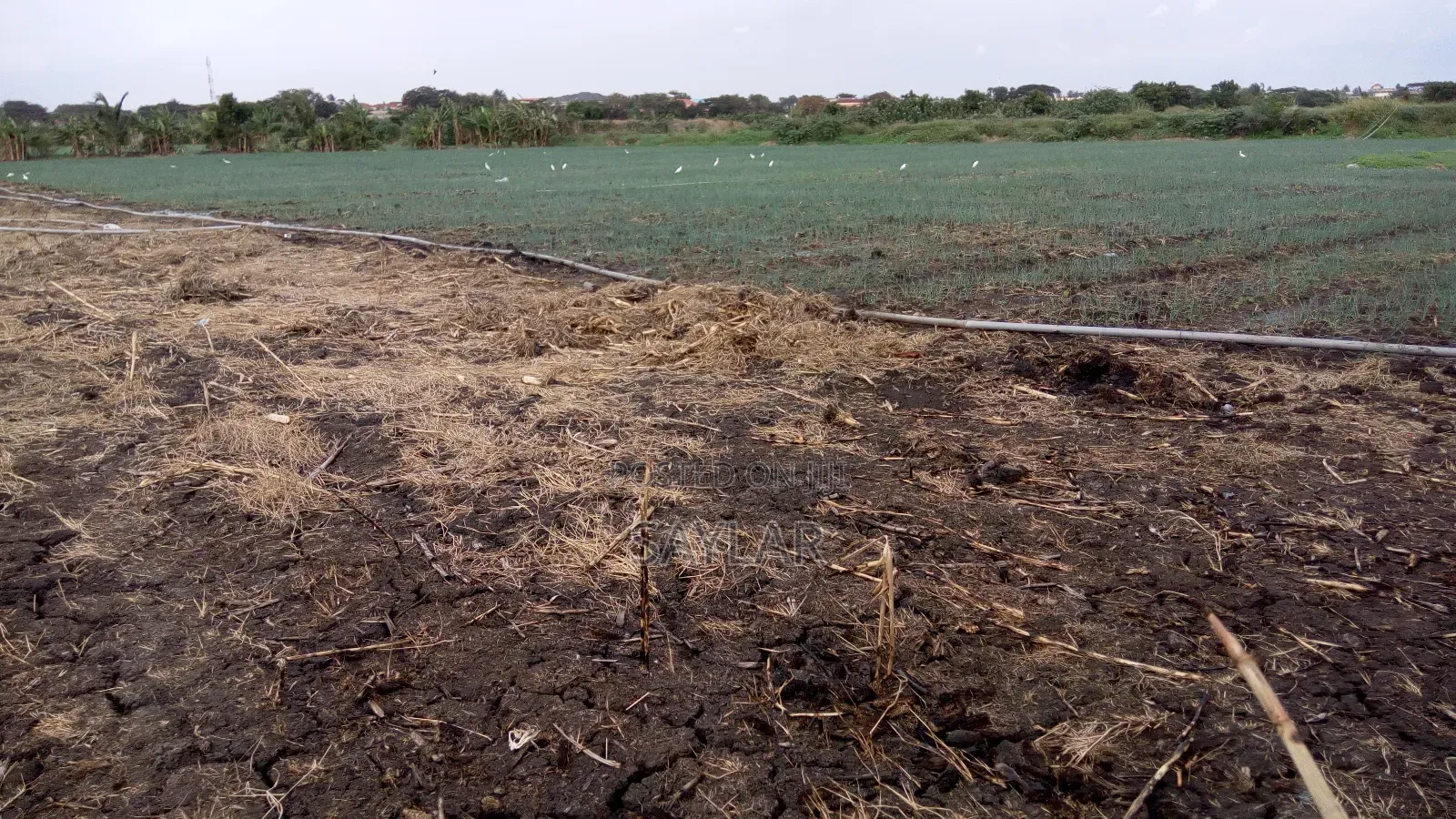 Farm Lands For Long Lease And Sale
