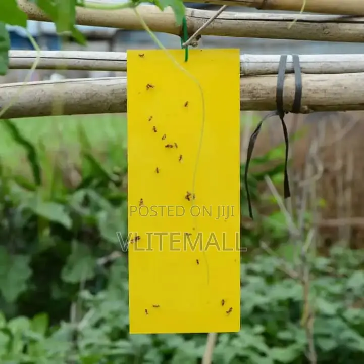 Flies Bait