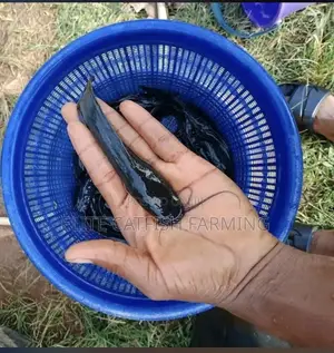 Catfish Farming