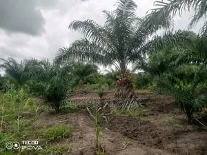 1000 Acres Available for Long Term Lease