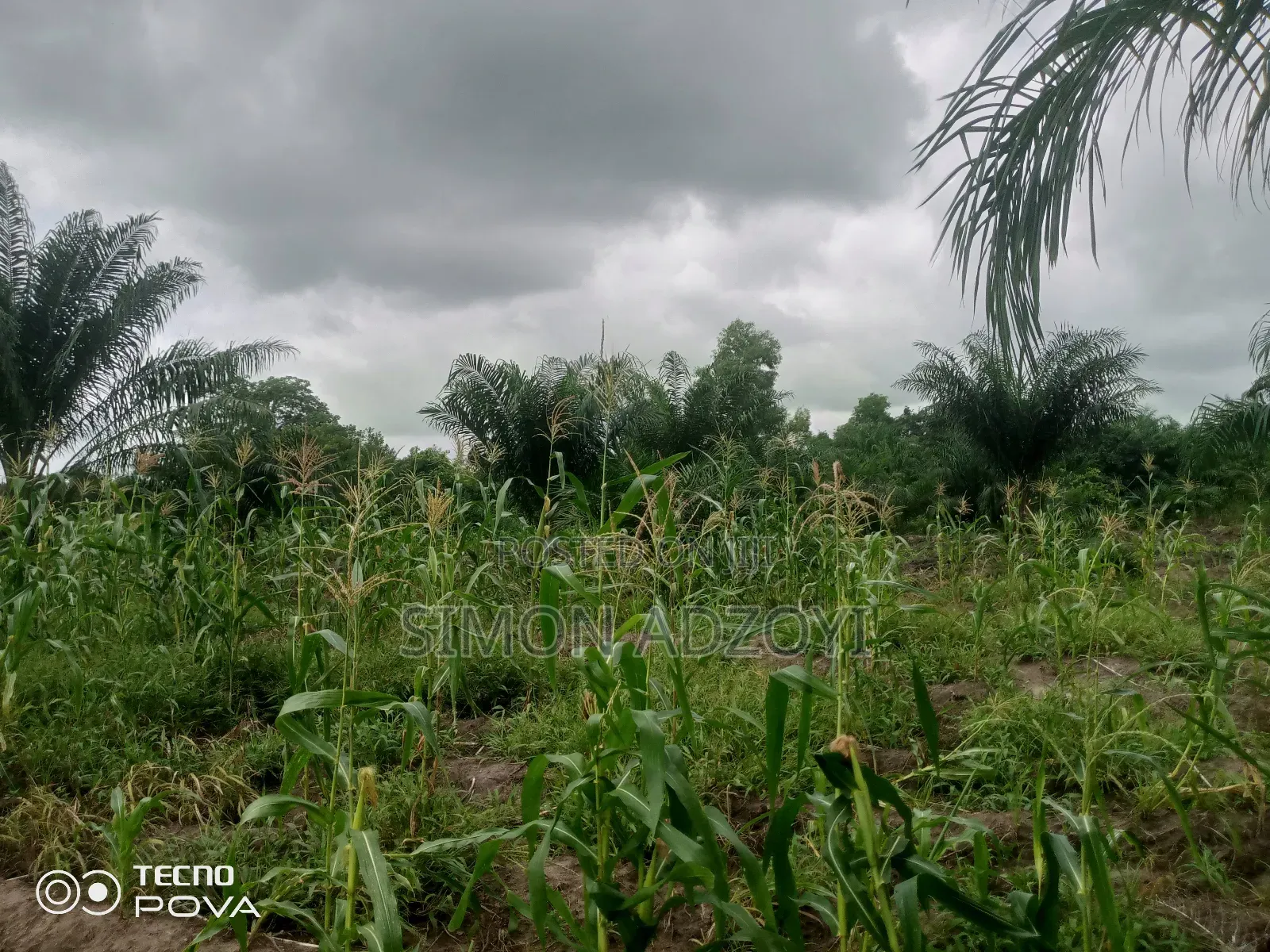 Cocoa and Coffee Land for Rent