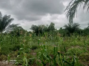 Cocoa and Coffee Land for Rent