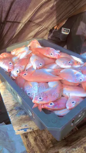 Fresh Fish