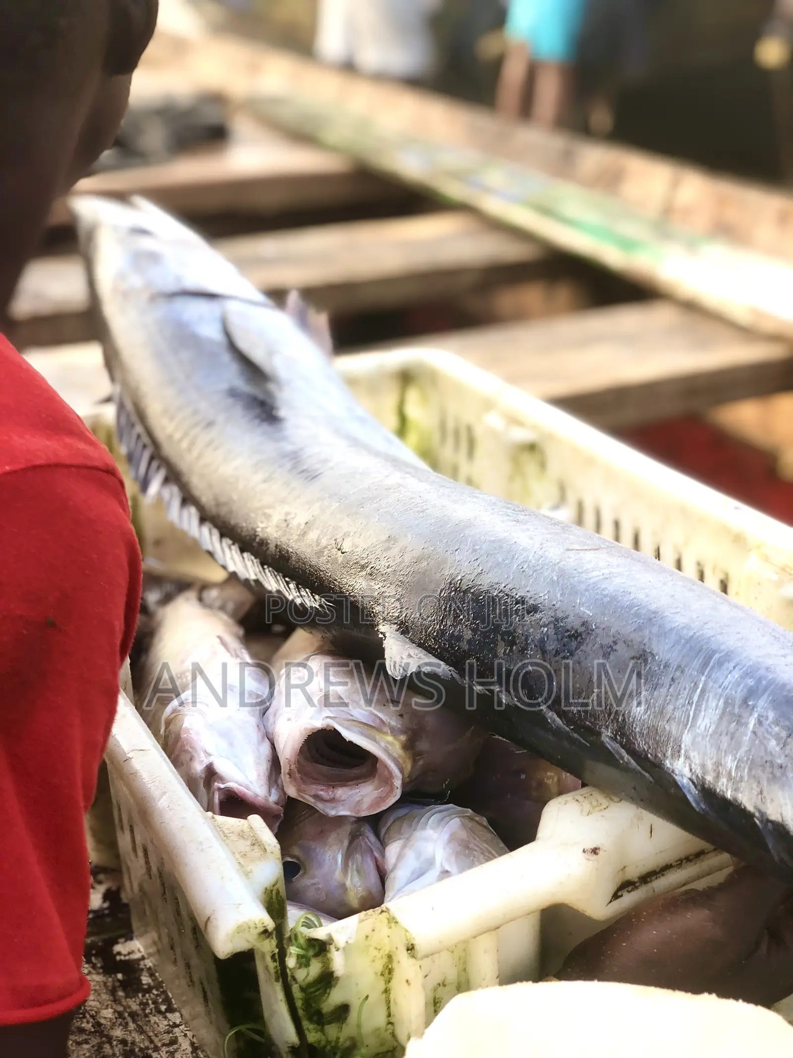 Fresh Fish