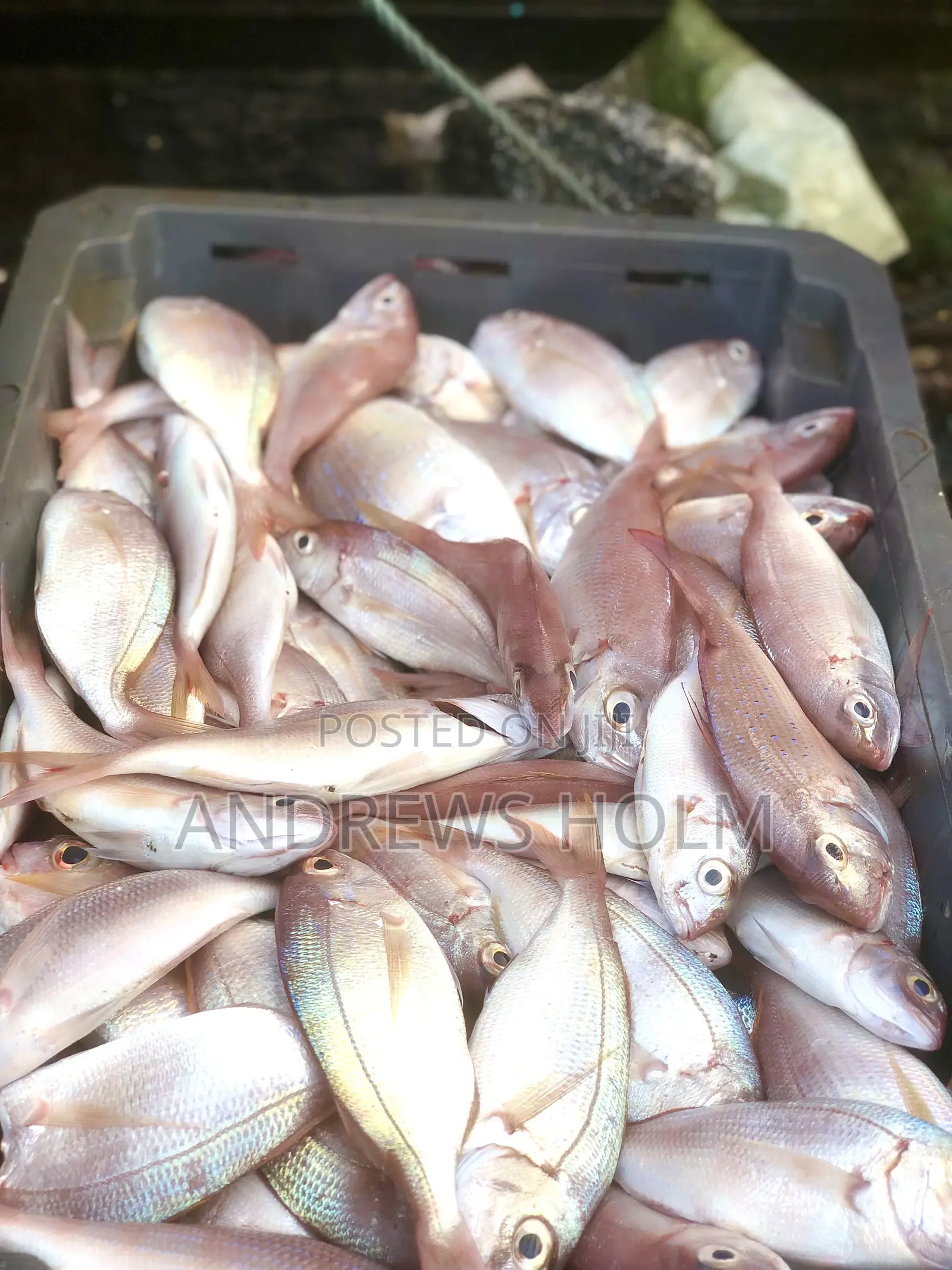 Fresh Fish
