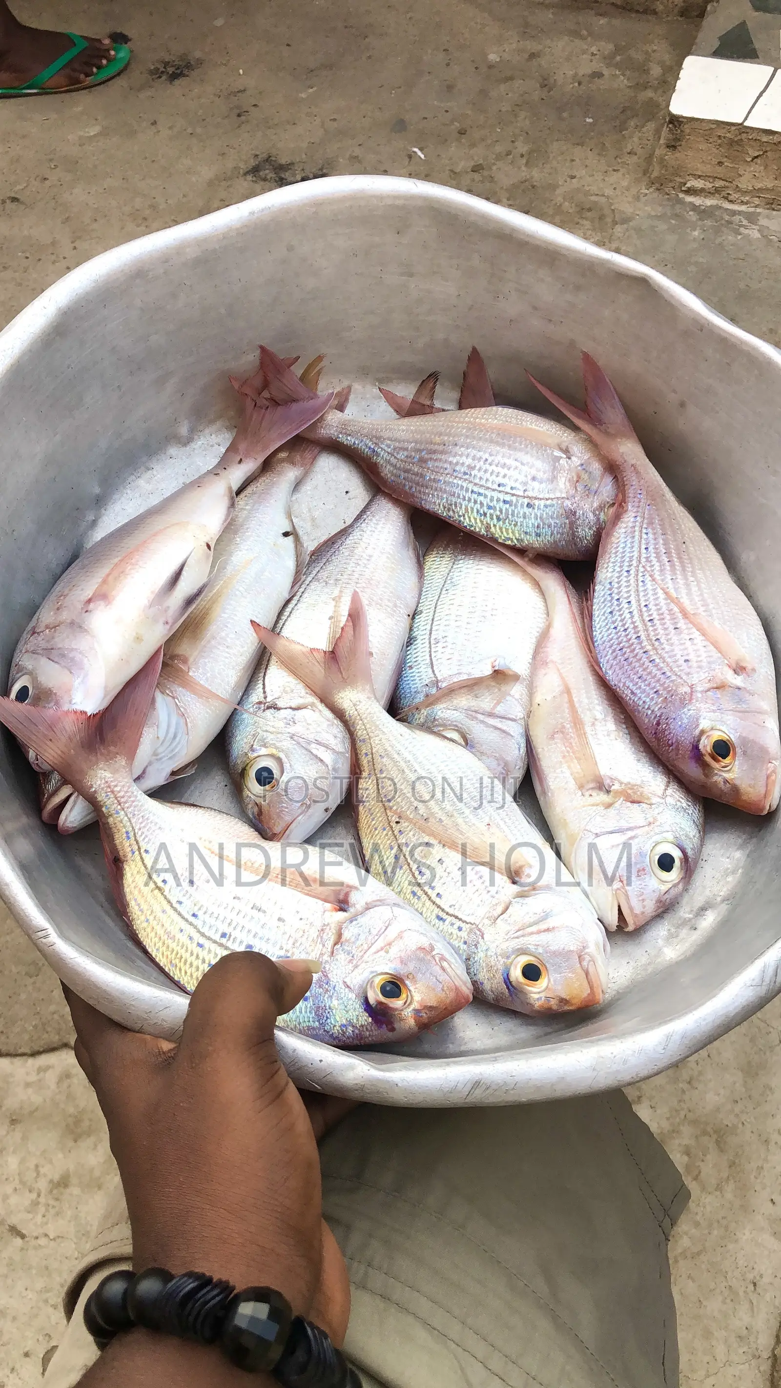 Fresh Fish
