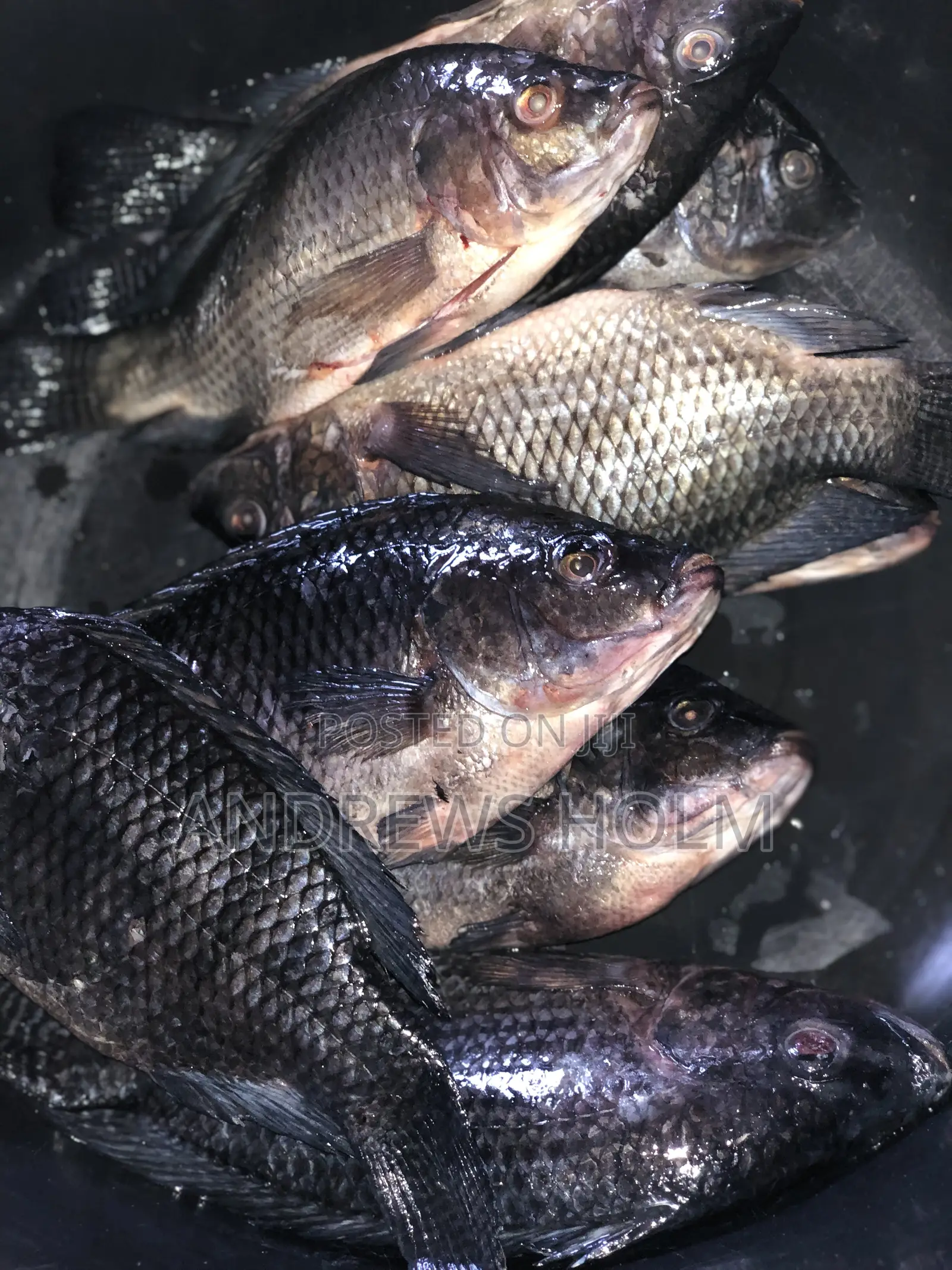 Fresh Fish
