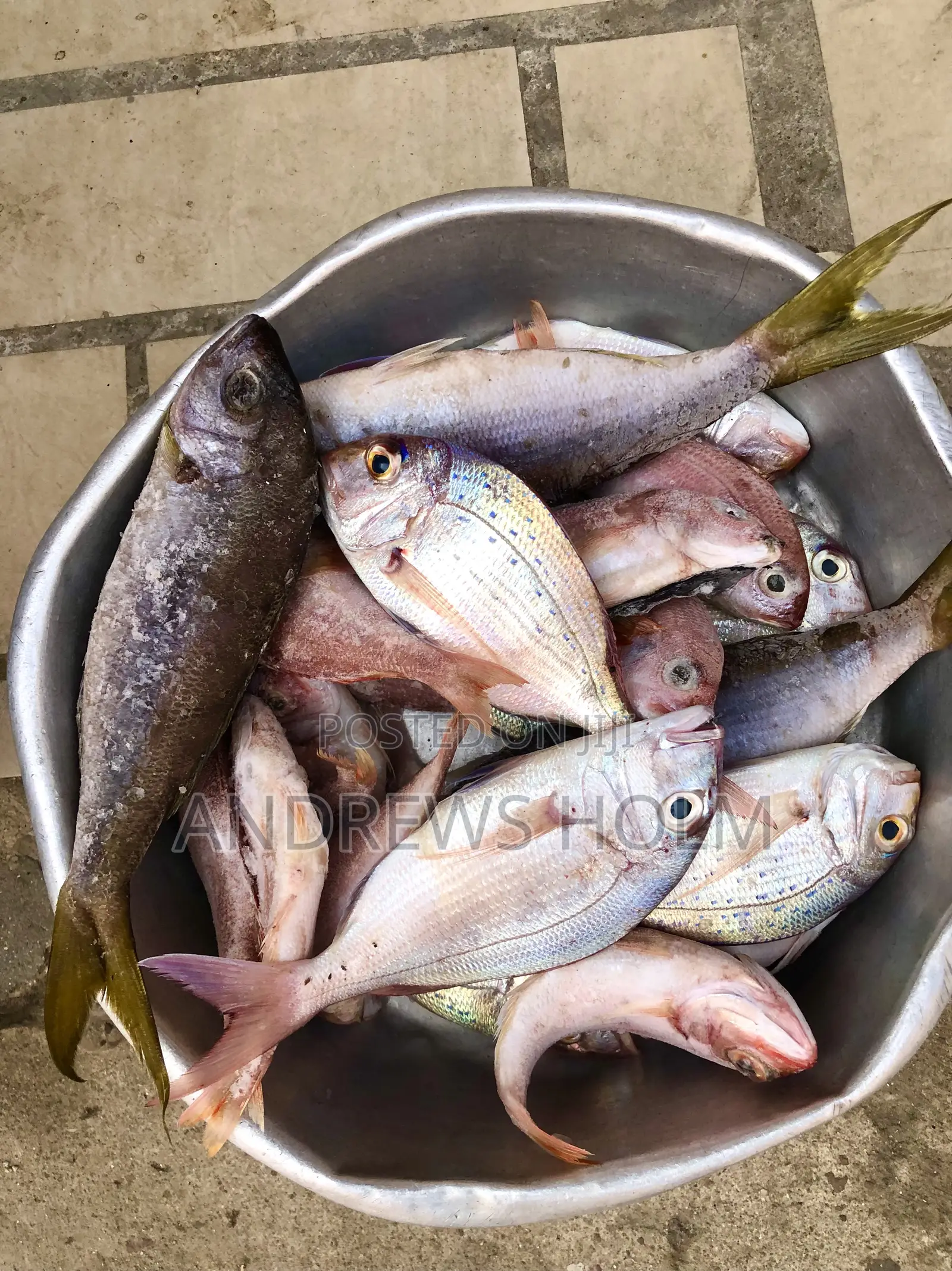 Fresh Fish