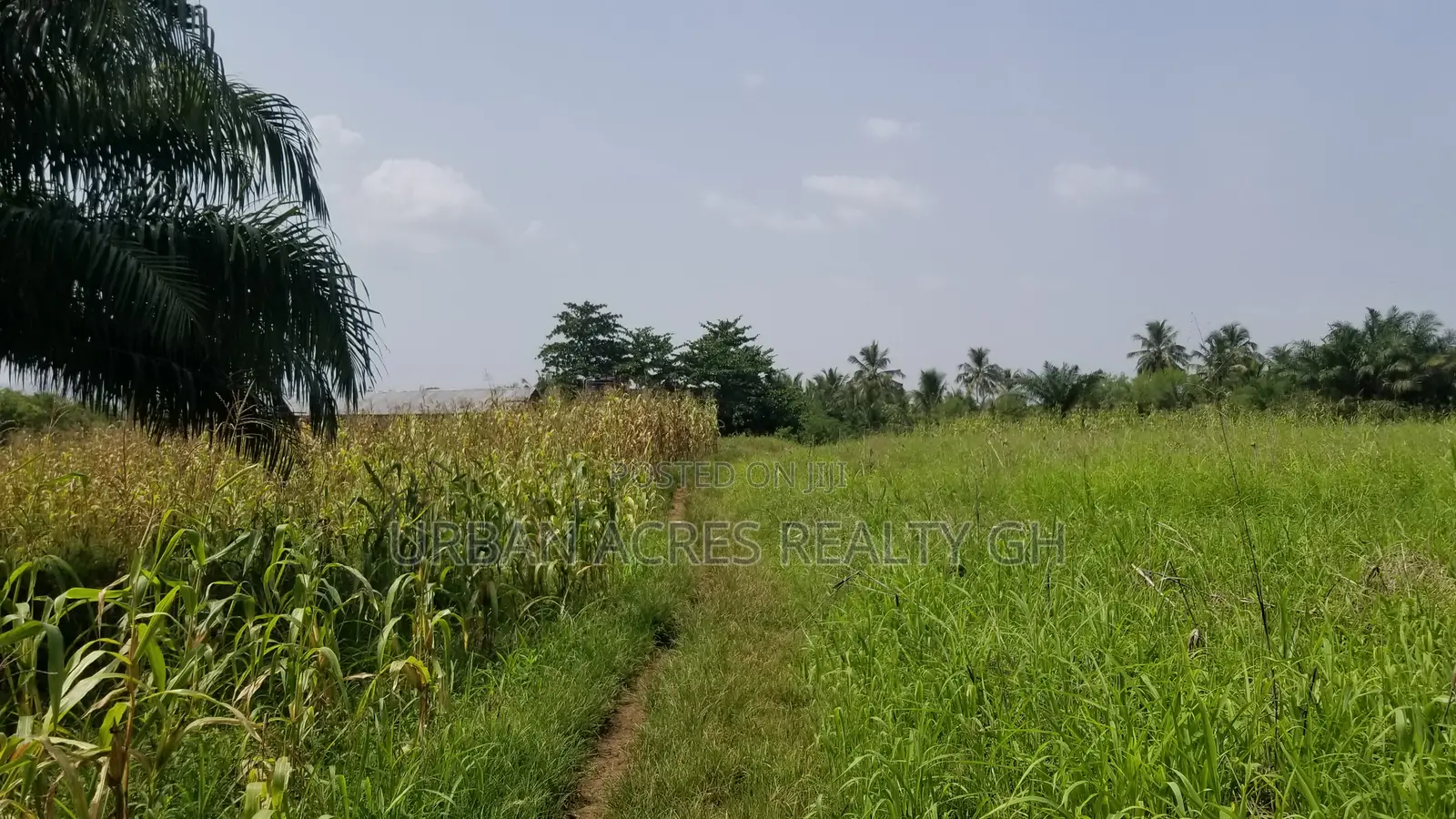 Volta Region - Ho, (Abutia) _ 500+ Acres Farmland