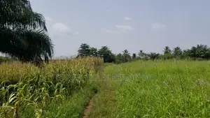 Volta Region - Ho, (Abutia) _ 500+ Acres Farmland