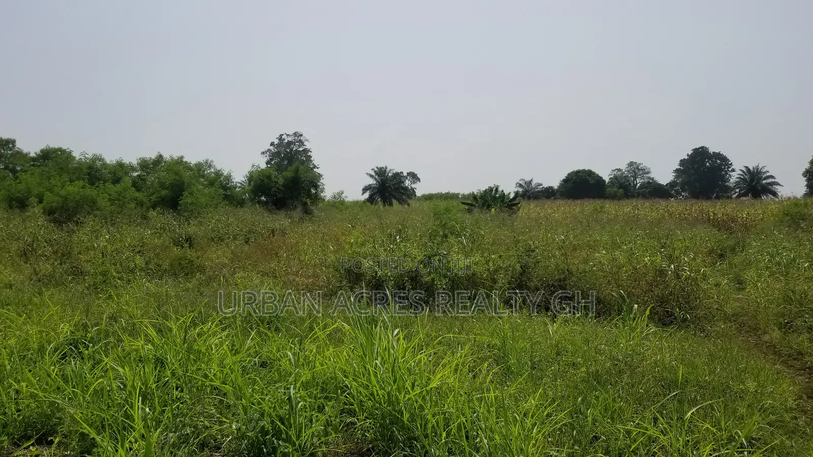 Volta Region - Ho, (Abutia) _ 500+ Acres Farmland