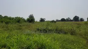 Volta Region - Ho, (Abutia) _ 500+ Acres Farmland