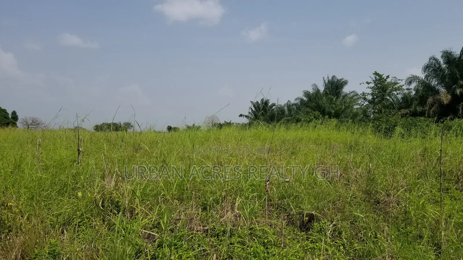 Volta Region - Ho, (Abutia) _ 500+ Acres Farmland