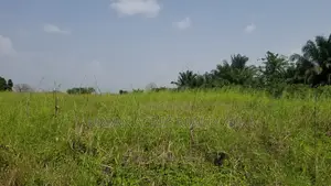Volta Region - Ho, (Abutia) _ 500+ Acres Farmland